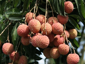 Vải thiều Thanh Hà - Đặc sản của tỉnh Hải Dương  